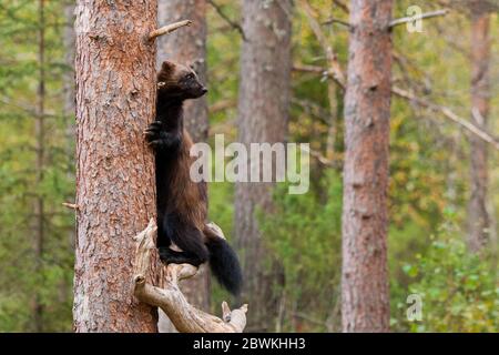 wolverine (Gulo gulo), in a tree looking out for possible danger, Finland Stock Photo