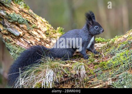 European red squirrel, Eurasian red squirrel (Sciurus vulgaris), dark morph, Germany, Bavaria Stock Photo