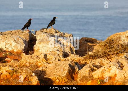 red-billed chough (Pyrrhocorax pyrrhocorax erythroramphos), adult and juvenile (right) perching on the edge of a cliff along the Atlantic coast, Portugal Stock Photo