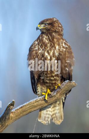 Eurasian buzzard (Buteo buteo), perching on lookout, Germany Stock Photo