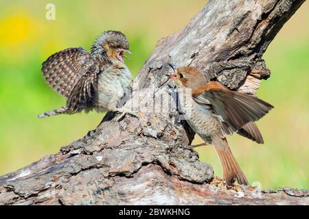 northern wryneck (Jynx torquilla), fighting with female Red-backed Shrike (Lanius collurio), Italy, Aosta Stock Photo