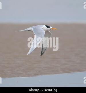 lesser crested tern (Thalasseus bengalensis, Sterna bengalensis), Adult Lesser Crested Tern in flight over sandy beach in Middle East, Asia Stock Photo