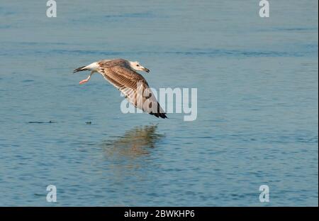 Caspian Gull (Larus cachinnans, Larus cachinnans cachinnans), immature taking off from Chardara lake , Kazakhstan Stock Photo