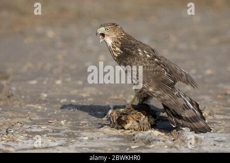 Juveniles Cooper's hawks (Accipiter cooperii) sharing the prey Stock ...