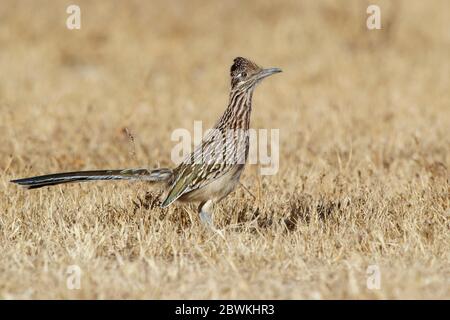 road-runner, roadrunner (Geococcyx californianus), Adult standing on the ground in a arid field, USA, California, Riverside County Stock Photo