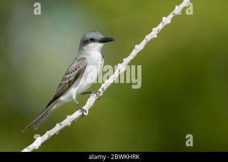 grey kingbird (Tyrannus dominicensis), adult on a branch, USA, Florida Stock Photo