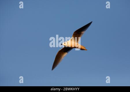 ross's gull (Rhodostethia rosea), flying in summer plumage, Russia, Indigirka delta Stock Photo