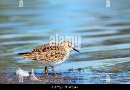 Temminck's stint (Calidris temminckii), standing at the water side, Netherlands, Northern Netherlands, Katwoude Stock Photo
