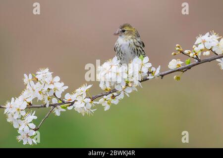 spruce siskin (Spinus spinus, Carduelis spinus), perches on a blooming twig, Italy Stock Photo