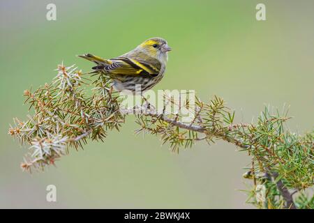 spruce siskin (Spinus spinus, Carduelis spinus), female on a juniper branch, Italy Stock Photo