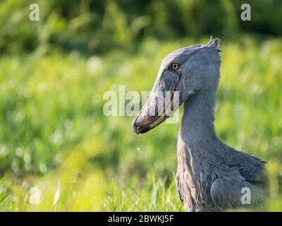 Whale-headed stork, Shoebill (Balaeniceps rex), adult Shoebill standing in marshland, water dropping of its large odd shaped bill, Uganda, Karafunka Stock Photo