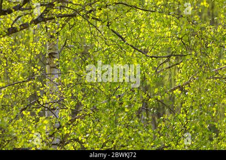 common birch, silver birch, European white birch, white birch (Betula pendula, Betula alba), birch forest in spring, detail, Germany Stock Photo