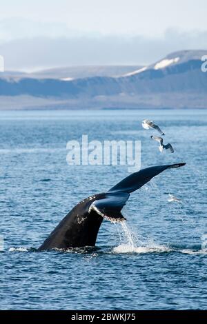 humpback whale (Megaptera novaeangliae), submerging amongst flock of Gulls, Norway, Svalbard Stock Photo