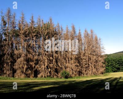 Norway spruce (Picea abies), dead spruce forest caused by dryness and bark beetle, Germany, North Rhine-Westphalia, Bergisches Land Stock Photo