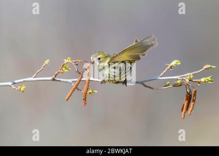 spruce siskin (Spinus spinus, Carduelis spinus), immature taste a green alder flower, Italy Stock Photo