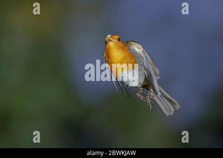 European robin (Erithacus rubecula), capturing prey in flight , Germany Stock Photo