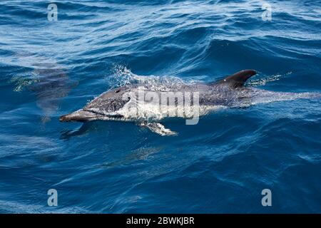 common dolphin, short-beaked Common Dolphin, saddleback(ed) dolphin, crisscross dolphin (Delphinus delphis), swimming at the water surface, side view, Portugal, Algarve, Sagres Stock Photo