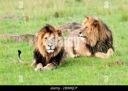 lion (Panthera leo), two males lying in grass, Kenya, Masai Mara National Park Stock Photo