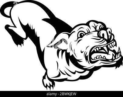 Vector Illustration Angry Pitbull, On A White Background Royalty Free SVG,  Cliparts, Vectors, and Stock Illustration. Image 63793745.