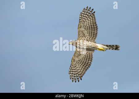 Cooper's hawk (Accipiter cooperii), in flight, USA, Texas, Chambers County Stock Photo