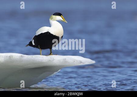 American eider (Somateria mollissima sedentaria), Adult male standing on an ice flow that is floating offshore, Canada, Manitoba, Hudson Bay Stock Photo