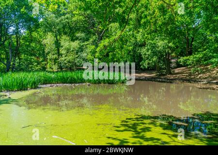 Small pond in Hampstead Heath woods, London UK