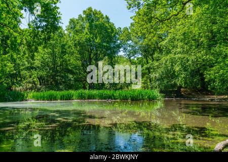 Small pond in Hampstead Heath woods, London UK Stock Photo