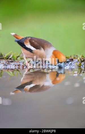 hawfinch (Coccothraustes coccothraustes), drinking male, mirror image, Italy, Piedmont Stock Photo