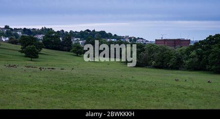 Deer graze on parkland at Ashton Court Estate, with the cityscape of Bristol behind. Stock Photo