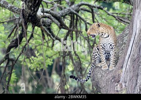 Leopard (Panthera pardus) sitting in tree, looking aside, Serengeti national park, Tanzania Stock Photo