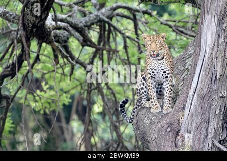 Leopard (Panthera pardus) sitting in tree, looking at camera, Serengeti national park, Tanzania Stock Photo
