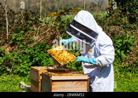 bee hive inspection Stock Photo