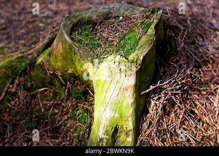 tree stump on which it began to grow green moss Stock Photo