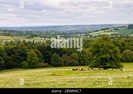 Cows graze in a hillside meadow in Northumberland's Tyne Valley, with the town of Hexham in the distance. Stock Photo