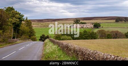 A large complex of old stone barns stands partially ruined in sheep pasture fields in the Derwent Valley under the moorland of the North Pennines hill Stock Photo