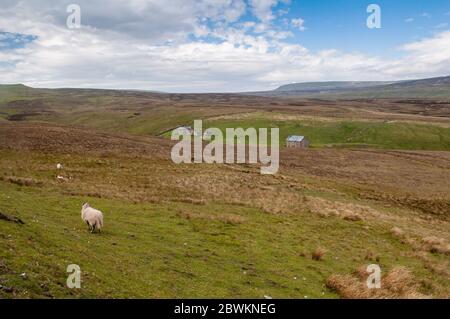 Sheep graze on rough pasture in the moors of upper Lunedale valley in the remote North Pennines hills.