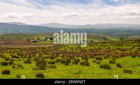 Scattered houses on the moorland pastures of the foothills of the North Pennines hills drop away to Cumbria's Eden Valley, with the Yorkshire Dales an Stock Photo