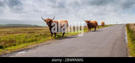 Highland cows graze on rough moorland pastures beside a country lane near Malham in England's Yorkshire Dales. Stock Photo