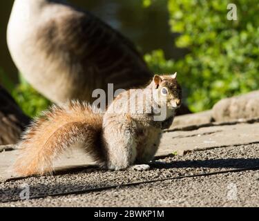 Grey squirrel in sunshine at Derbyshire Park Stock Photo