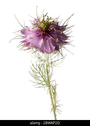 Single pink bloom of the hardy annual Love in the Mist, Nigella damascena, on a white background Stock Photo