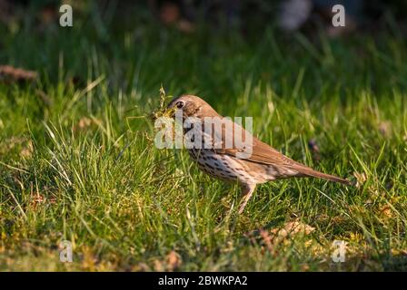 Song Thrush - Turdus philomelos, inconspicuous song bird from European forests and woodlands, Zlin, Czech Republic. Stock Photo