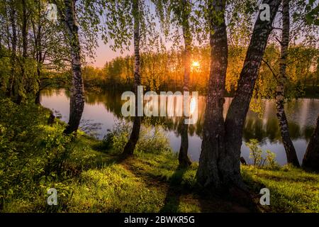 Sunrise or sunset among birches with young leaves near a pond, reflected in the water covered with fog. The sun shining through the branches of trees. Stock Photo