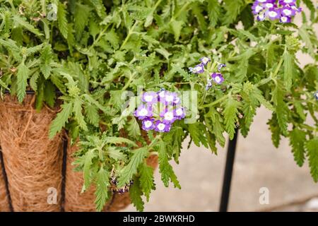 a cluster of purple and white flowers of the Verbena plant in a hanging basket Stock Photo