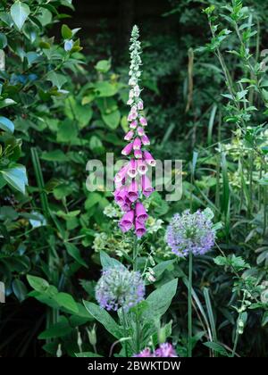 Common foxglove  (digitalis purpurea) flowering in garden border Stock Photo