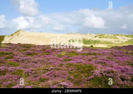 The shifting dunes and purple flowering heather in summer. Natural landmark near List, on the German island of Sylt in the Wadden Sea. Stock Photo