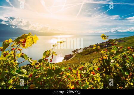 Lavaux, Switzerland: Vine branches ripen in the rays of the sun going down over the lake Geneva, Lavaux vineyard tarraces, Canton of Vaud Stock Photo