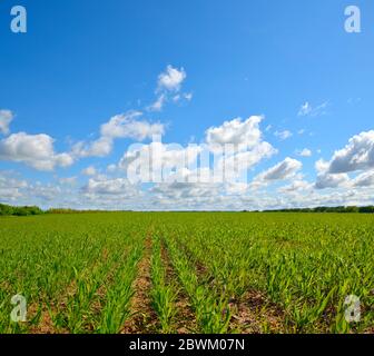 Field with wheat sprouts. Beautiful cloudy sky Stock Photo
