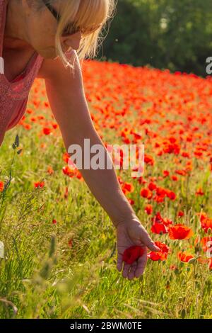 Woman with red poppies in a field in the English countryside Stock Photo
