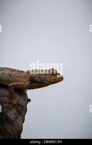 Iguana in tree. Selective focus. Shallow depth of field. Background blur. Stock Photo