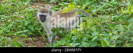 Vervet Monkey is go through high Grass at the Tarangire National Park, Tansania, Close up Stock Photo
